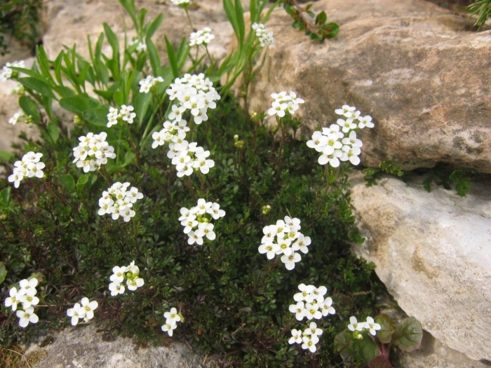 Песчанка горная