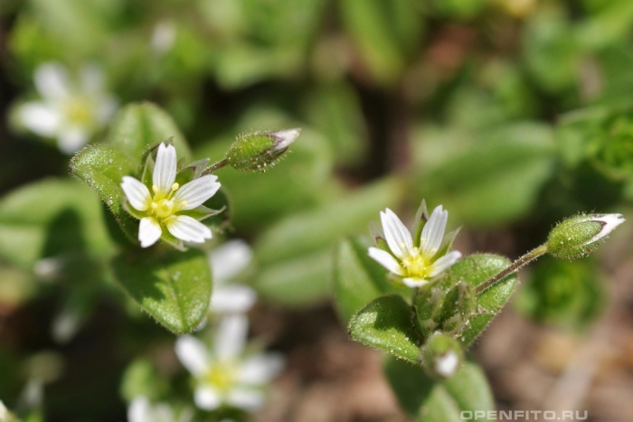 Cerastium semidecandrum
