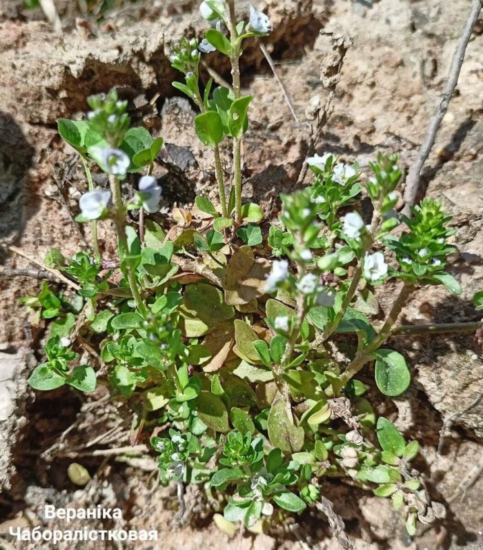 Вероника тимьянолистная