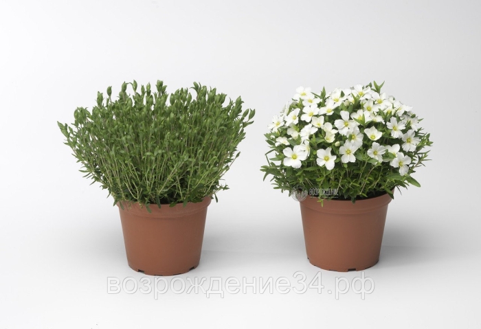 Аренария песчанка горная