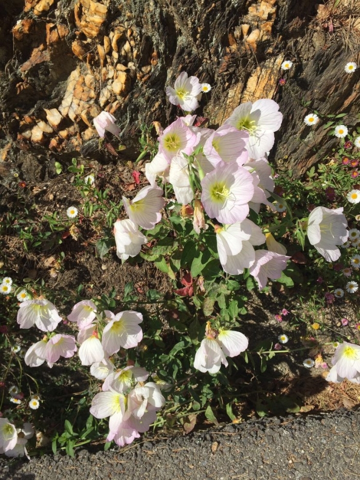 Энотера розовая многолетняя