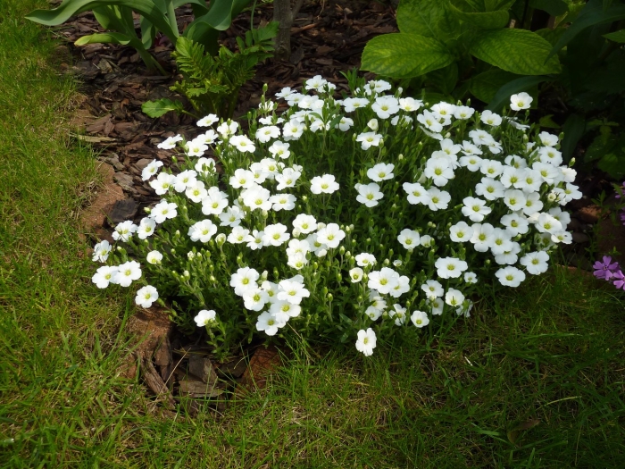 Песчанка горная (arenaria montana) avalanche