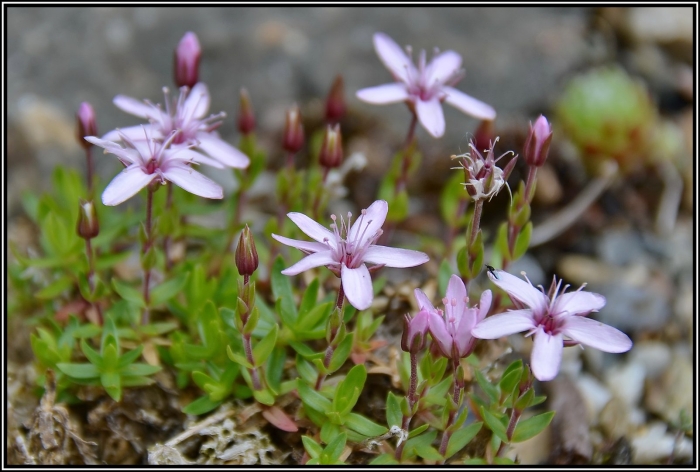 Silene acaulis мох