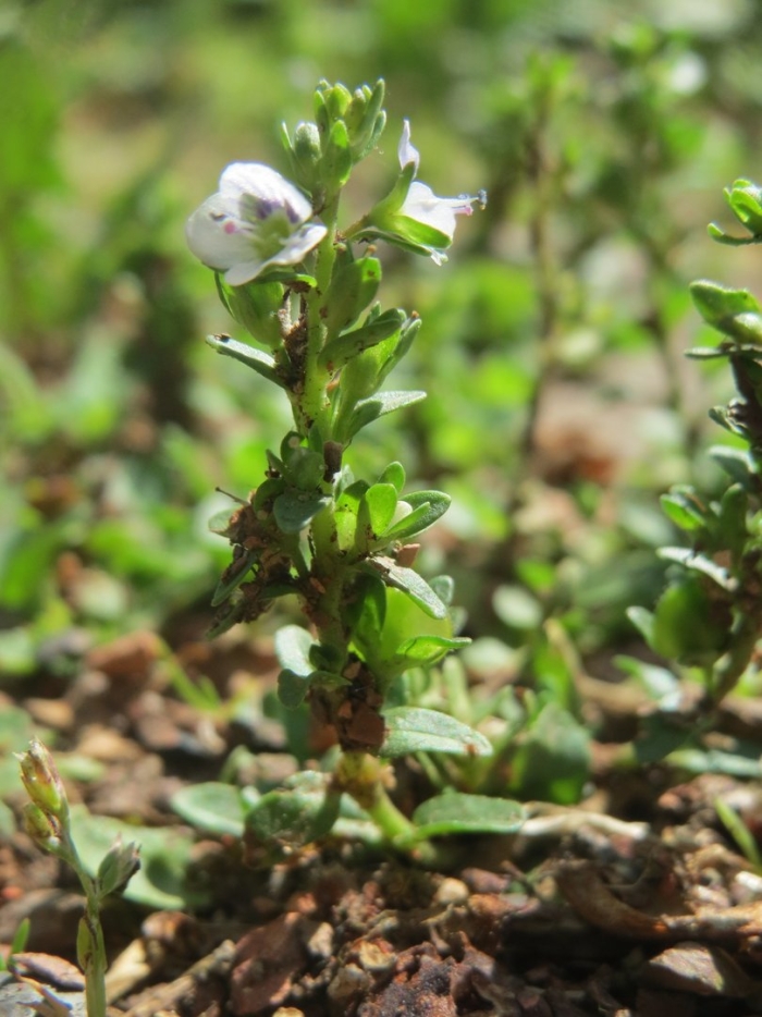 Thyme leaved speedwell