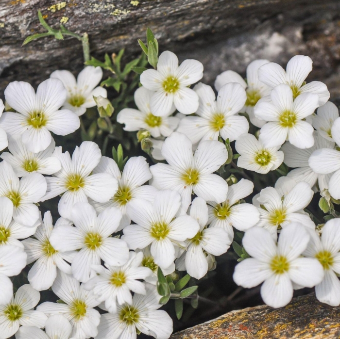Аренария песчанка горная