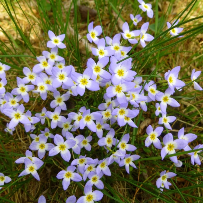 Houstonia caerulea