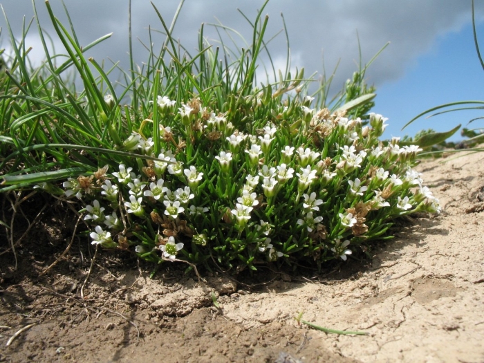 Minuartia biflora