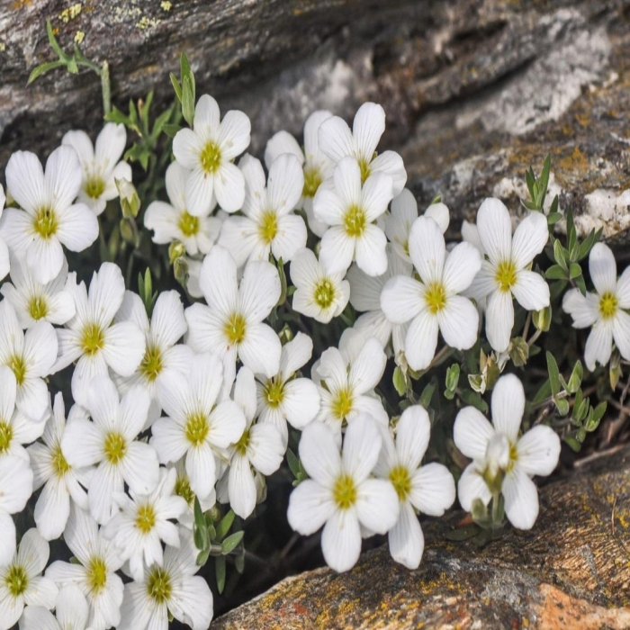 Аренария песчанка горная