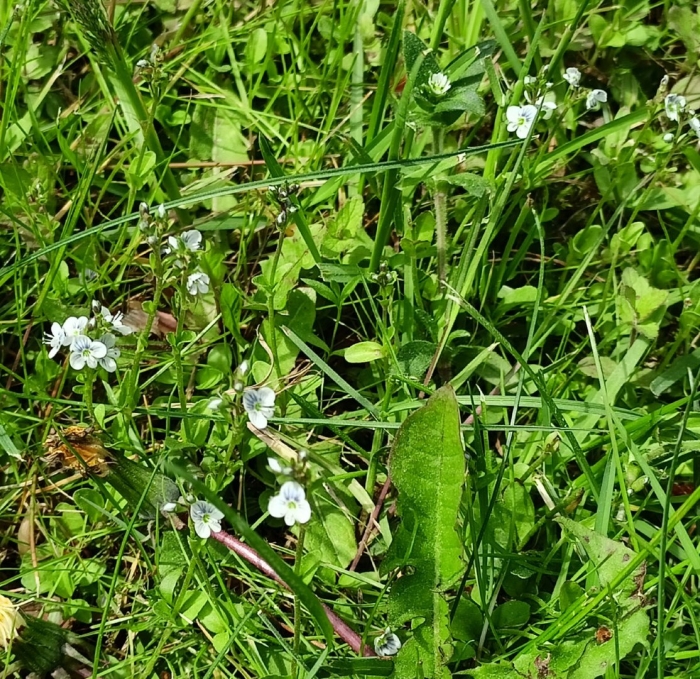 Вероника нитевидная сорняк