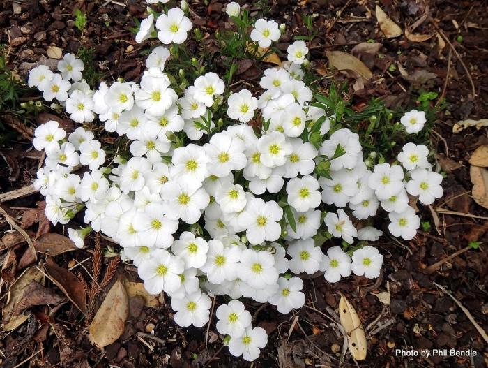 Аренария песчанка