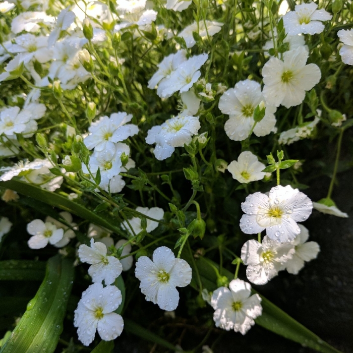 Gypsophila elegans