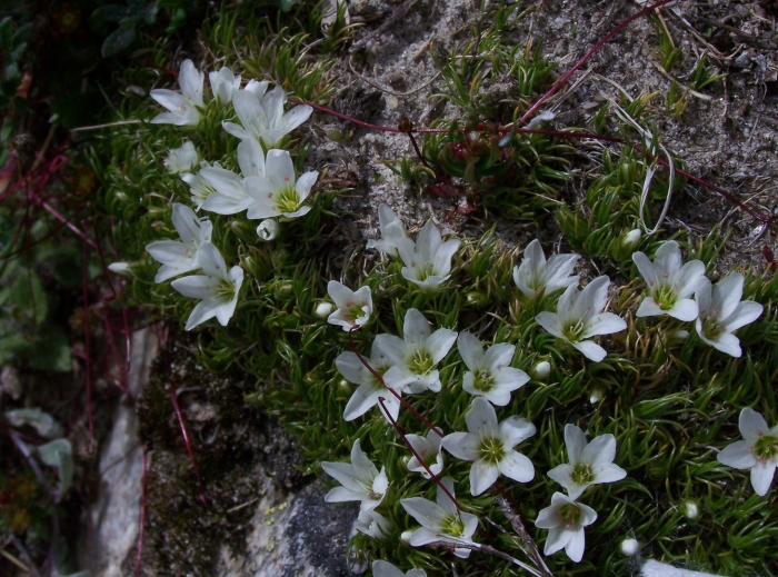 Arenaria bryophylla