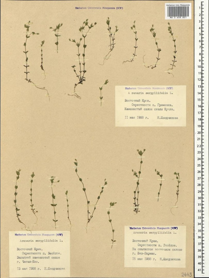 Вероника полевая гербарий