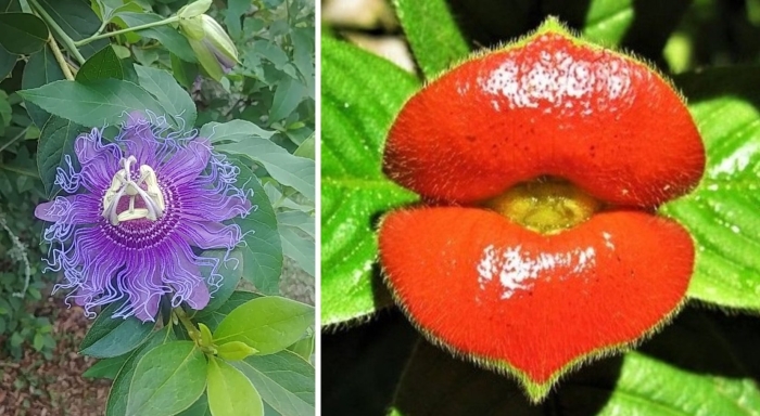 Психотрия элата