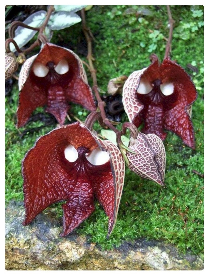 Аристолохия salvadorensis