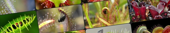 Росянка растение хищник