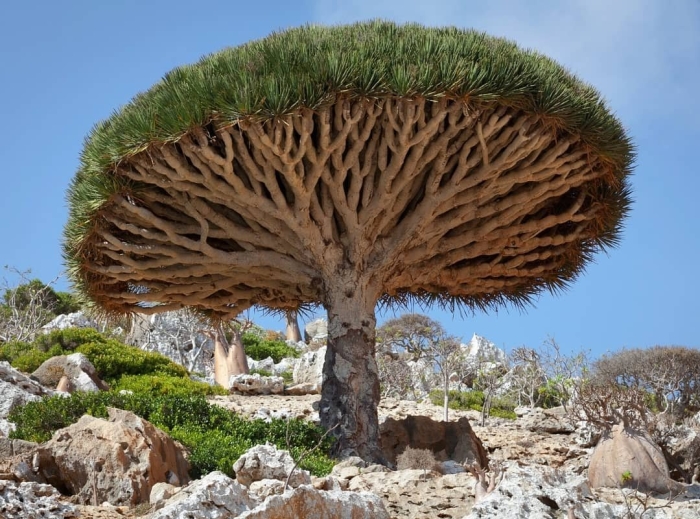 Драконово дерево сокотры