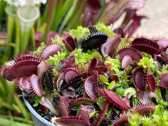 Дионея мусципула