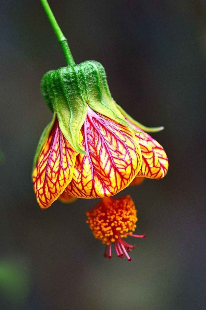 Malvaceae genus abutilon