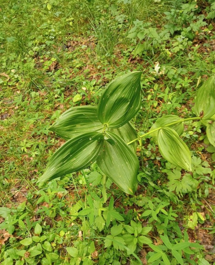 Чемерица лобеля