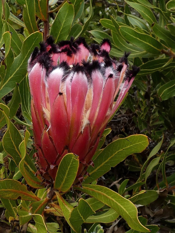 Protea neriifolia