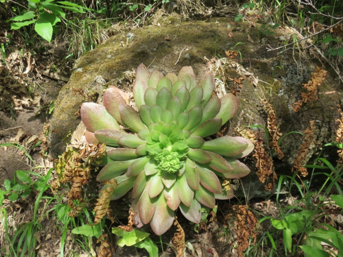 Aeonium hierrense