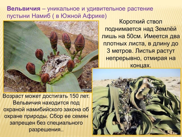 Гнетовые вельвичия