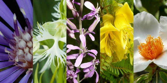 Орхидея хабенария радиата