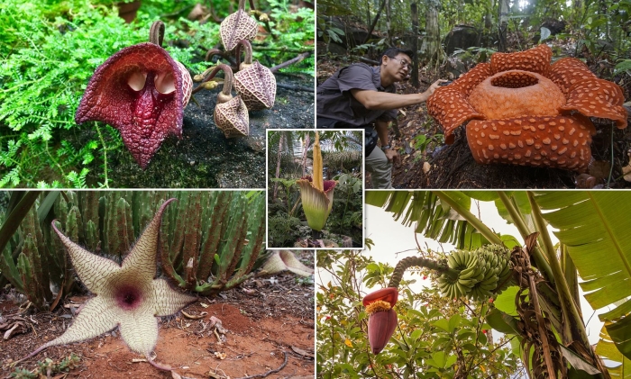 Раффлезии арнольди