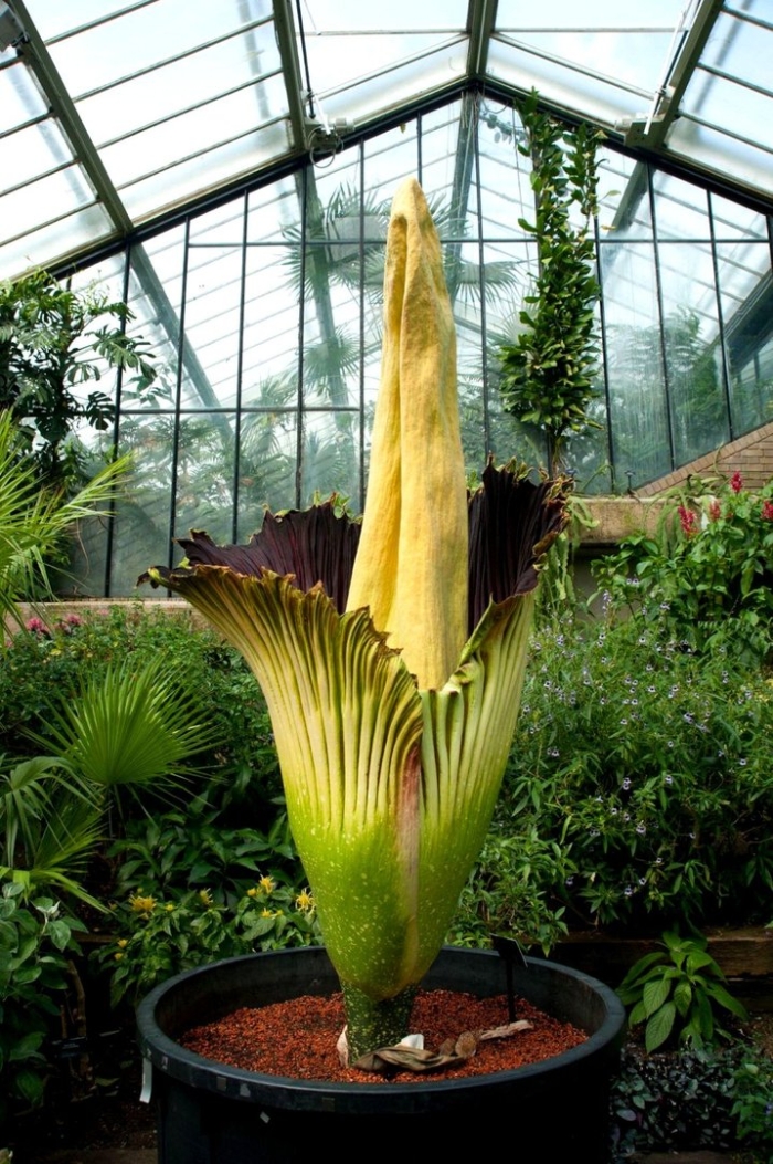 Пальма аморфофаллус