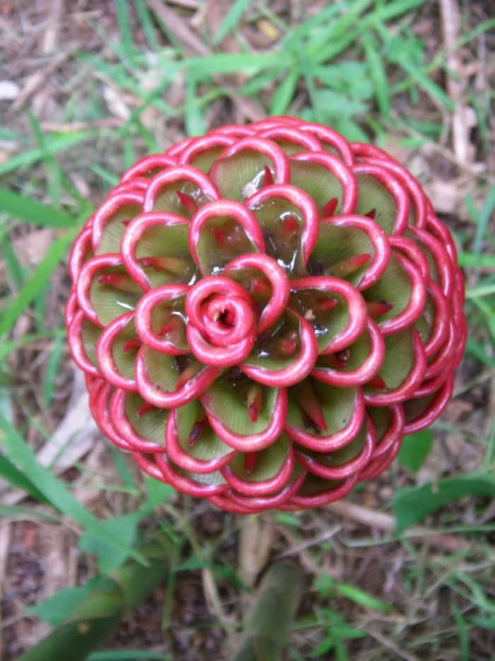 Имбирный улей (zingiber spectabile)