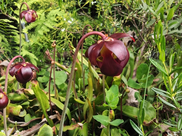 Purple pitcher plant sarracenia purpurea