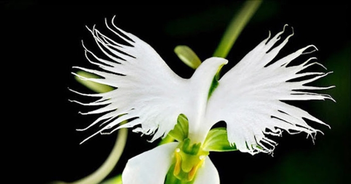 Хабенария радиата