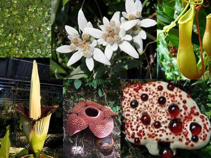 Интересное растение