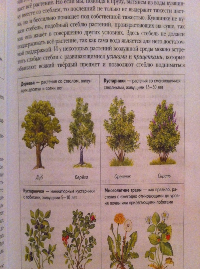 Жизненные формы растений кустарники