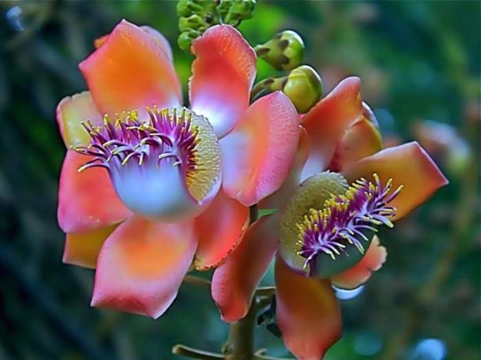 Курупита гвианская