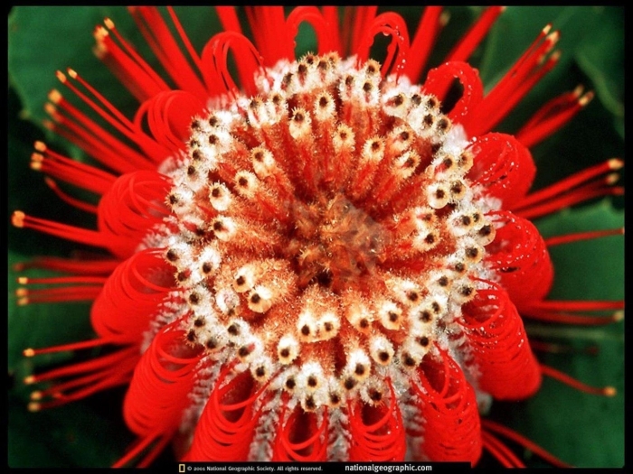 Протея нутан цветок