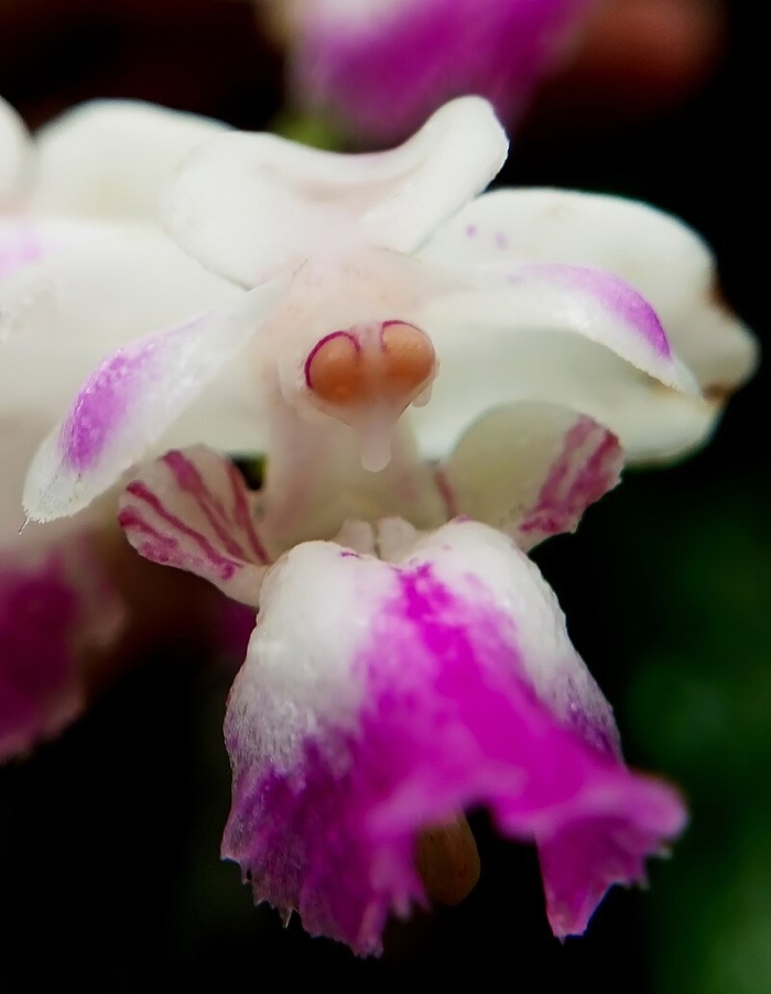 Aerides crispa