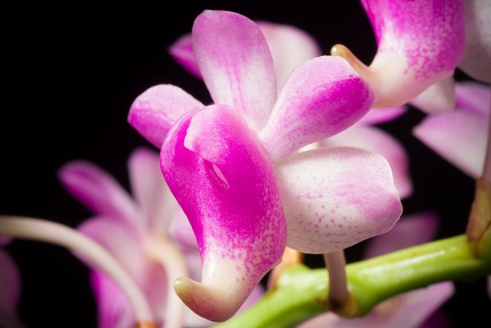 Орхидея дендробиум мобиле