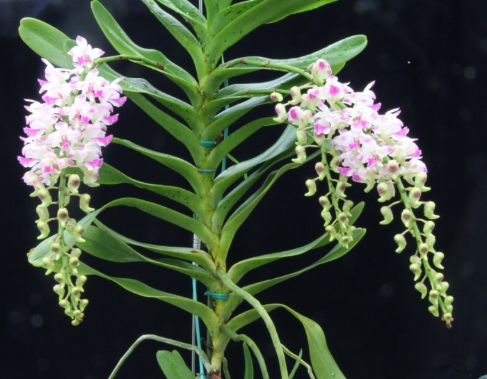 Орхидея ринхостилис