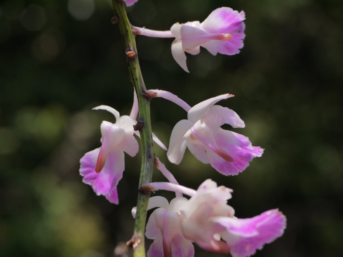 Dendrobium maccarthiae