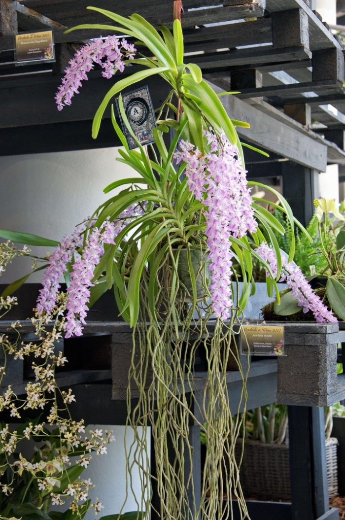 Rhynchostylis gigantea