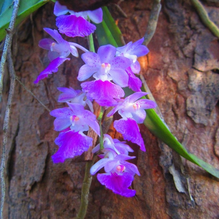 Aerides multiflora