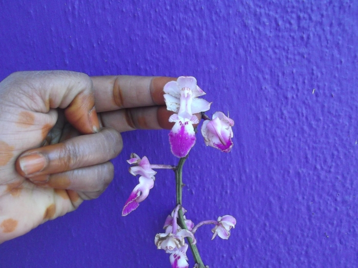 Орхидея doritis pulcherrima marmorata