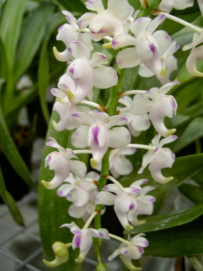 Aerides odoratum