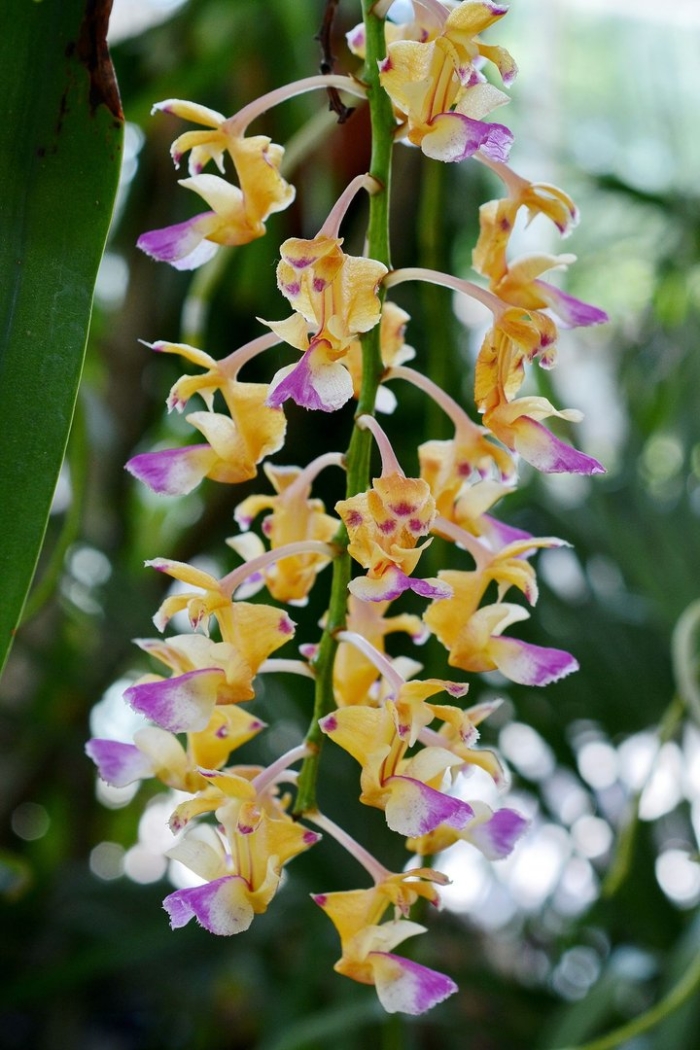 Dendrobium discolor