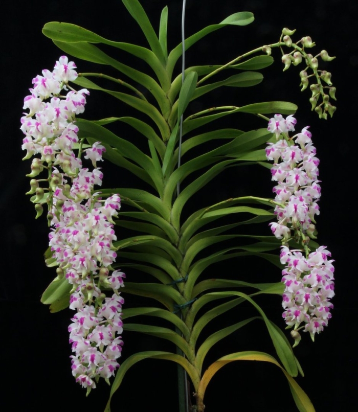 Орхидея ринхостилис