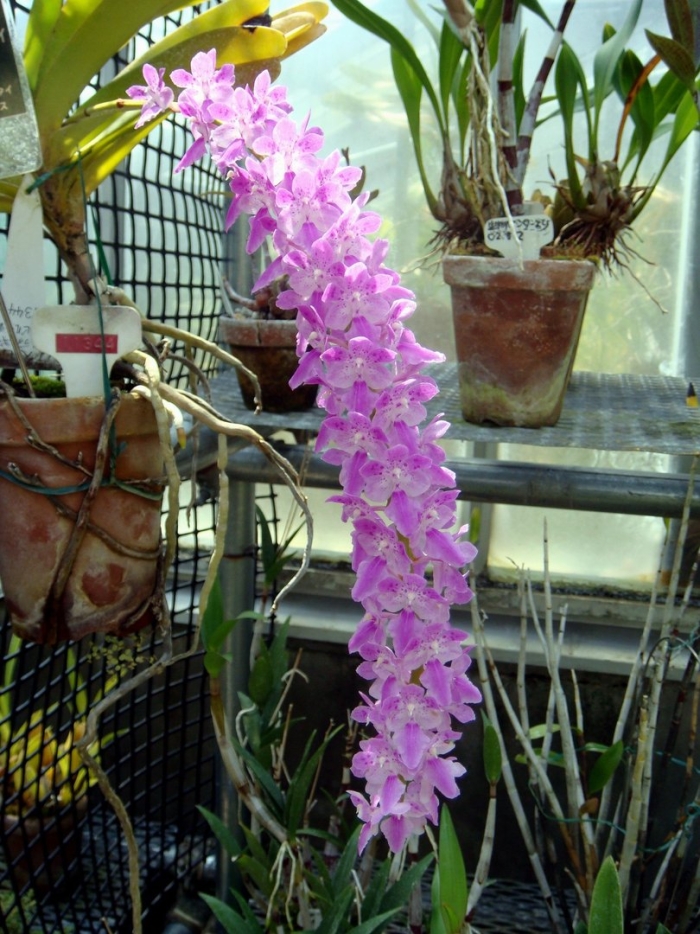 Aerides rosea