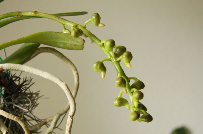 Chiloschista parishii