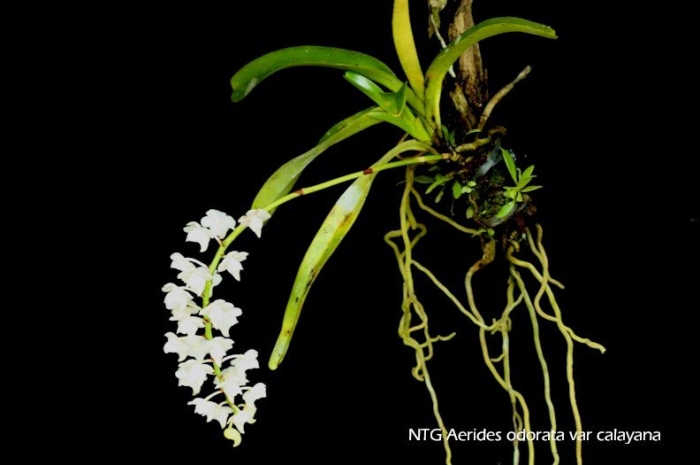 Rhynchostylis coelestis alba